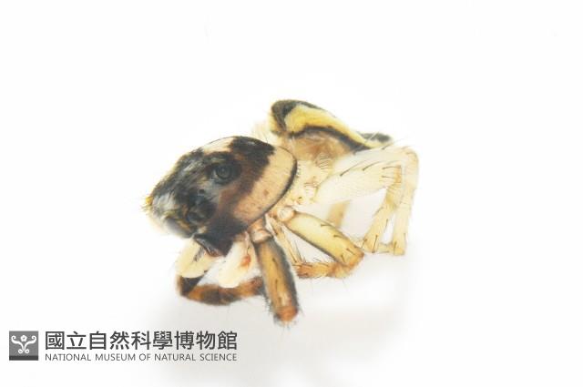 多色金毛蛛藏品圖，第3張