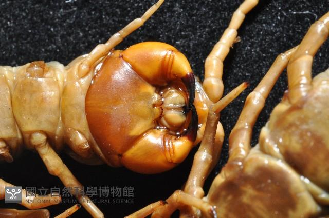 少棘蜈蚣(鳶頭蜈蚣)藏品圖，第3張