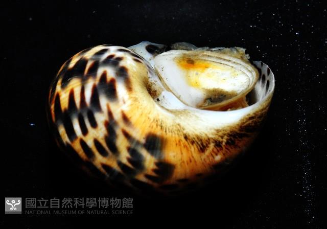 豹斑玉螺藏品圖，第3張