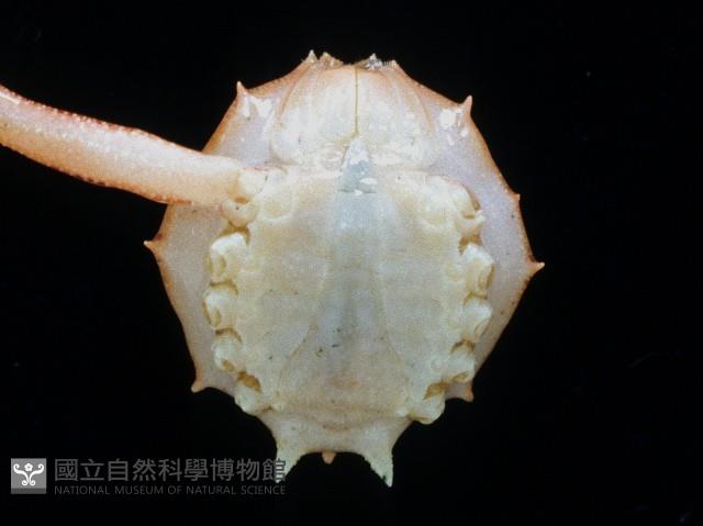 十一刺栗殼蟹藏品圖，第3張