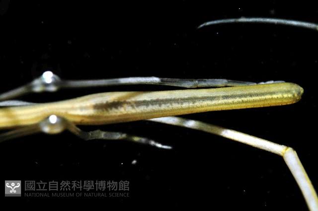 未知種長鬚海蜘蛛藏品圖，第3張