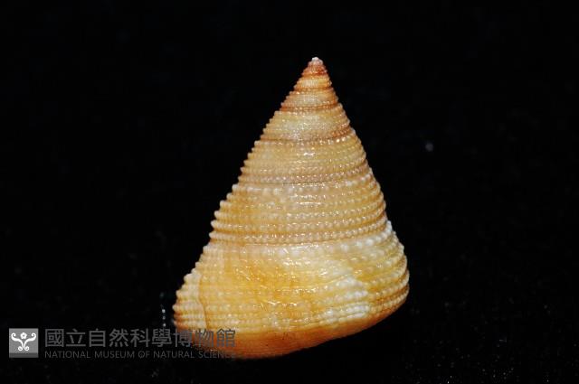 晨曦鐘螺藏品圖，第3張