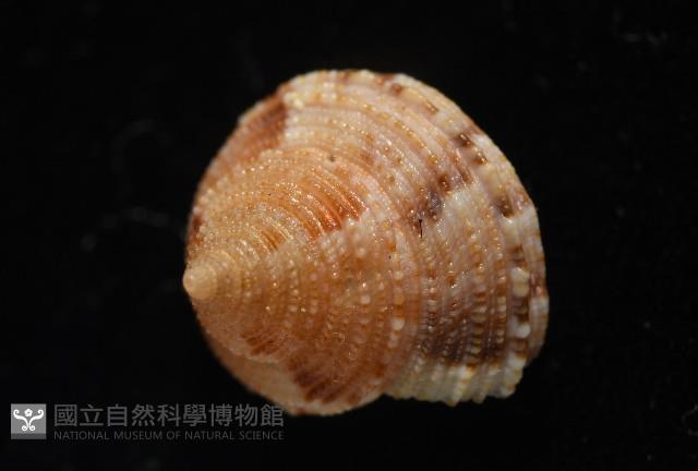 文正鐘螺(呂氏麗口螺)藏品圖，第3張