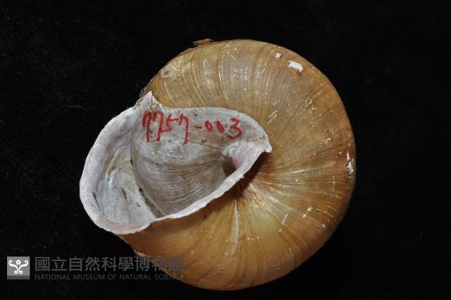 金崙栗蝸藏品圖，第3張