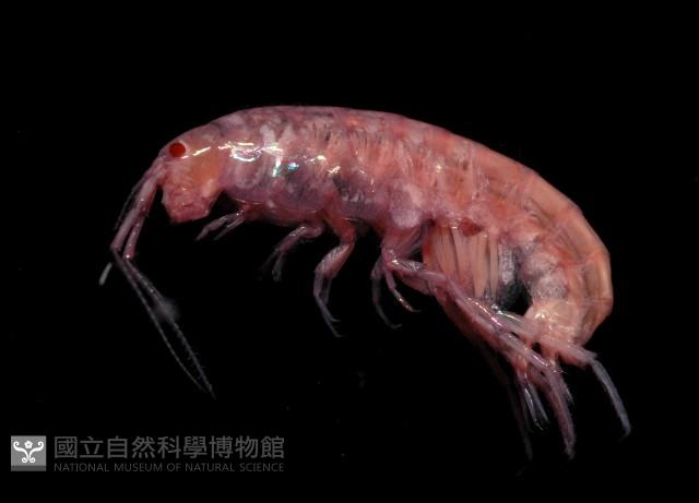 新種蘭嶼端足類藏品圖，第3張