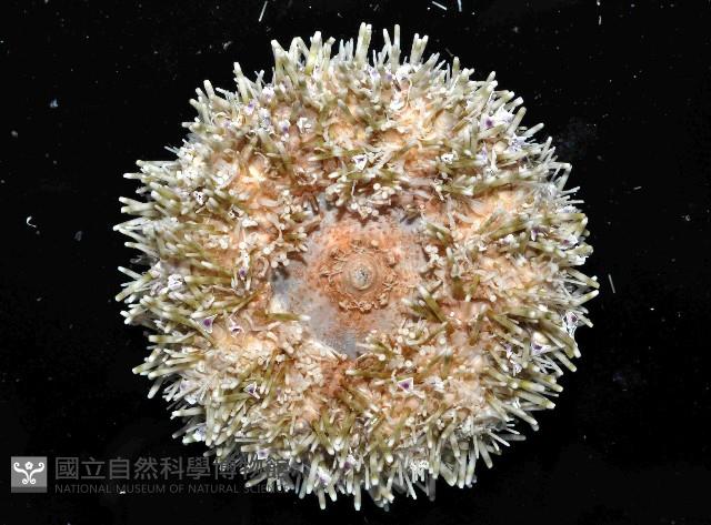 喇叭毒棘海膽藏品圖，第3張