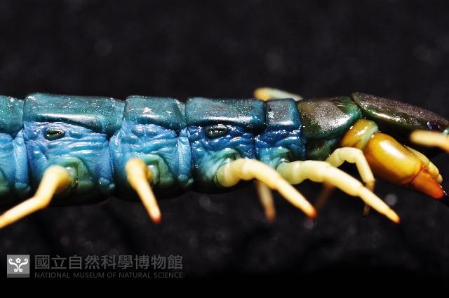 未知種巨蜈蚣藏品圖，第3張