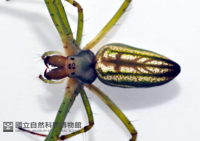 大型銀腹蛛藏品圖，第3張