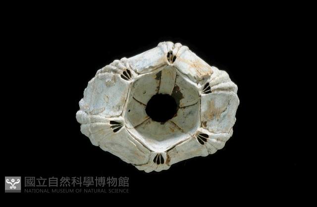 桶冠鯨藤壺藏品圖，第3張