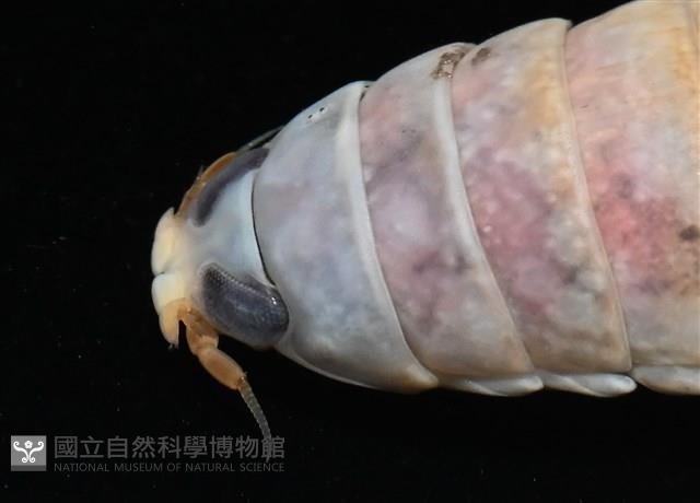 未知種紡錘水虱藏品圖，第3張