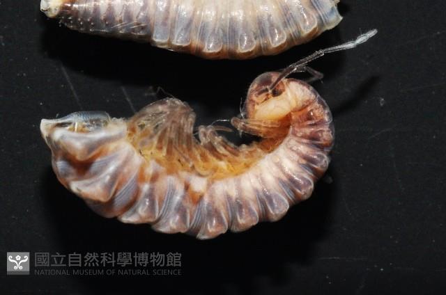 鋸齒東京泡馬陸藏品圖，第3張