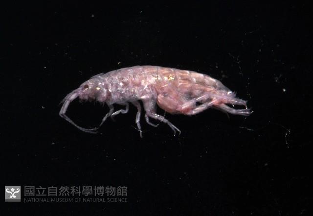 擊鉤蝦之一種藏品圖，第3張
