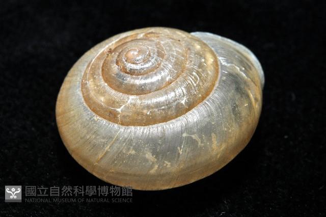 阿禮高腰蝸牛藏品圖，第3張