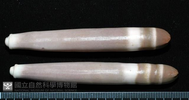 石筆海膽(鉛筆海膽)藏品圖，第3張