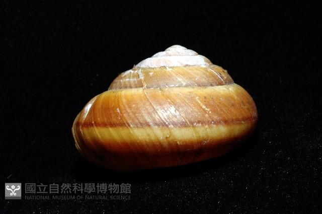 恆春栗蝸牛藏品圖，第3張
