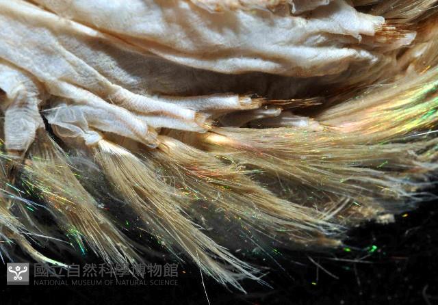 海鼠鱗沙蠶藏品圖，第3張