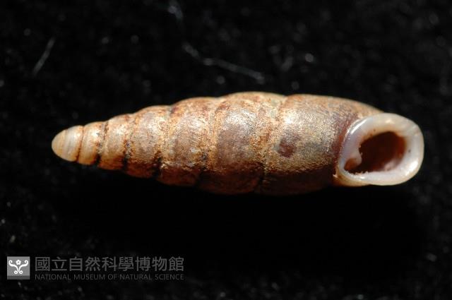 文德煙管蝸牛藏品圖，第3張