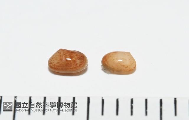 臺灣花瓣蛤藏品圖，第3張