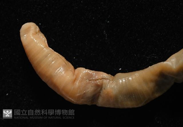 力里遠環蚓藏品圖，第3張