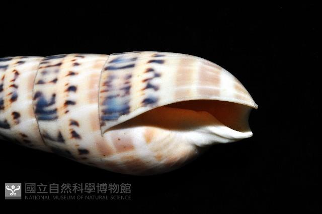 大筍螺藏品圖，第3張