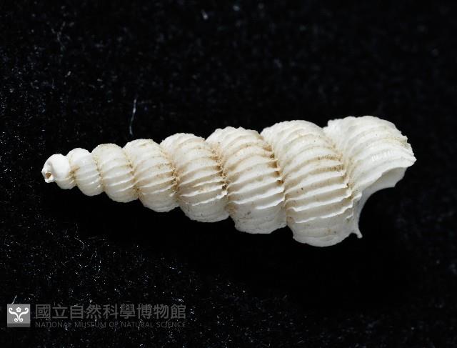 新種海螄螺藏品圖，第3張