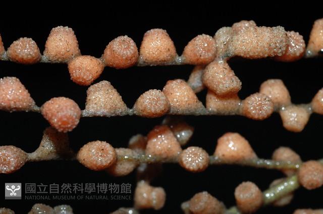 未知種鞘群海葵藏品圖，第3張