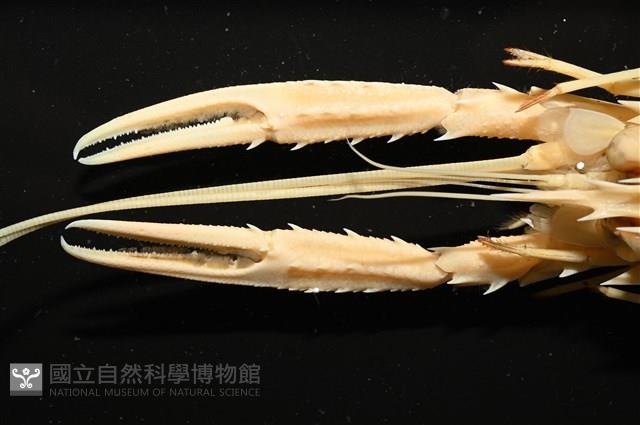 臺灣後海螯蝦藏品圖，第3張