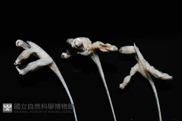 未知種鈍矢海鰓藏品圖，第3張