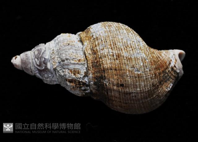 褐皮峨螺藏品圖，第3張