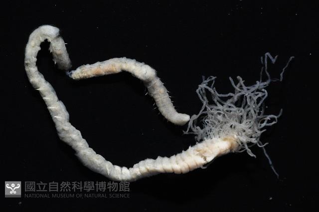 梧棲搓蟄蟲藏品圖，第3張