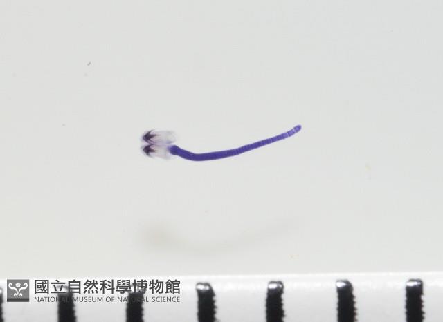 新種棘槽絛蟲藏品圖，第3張