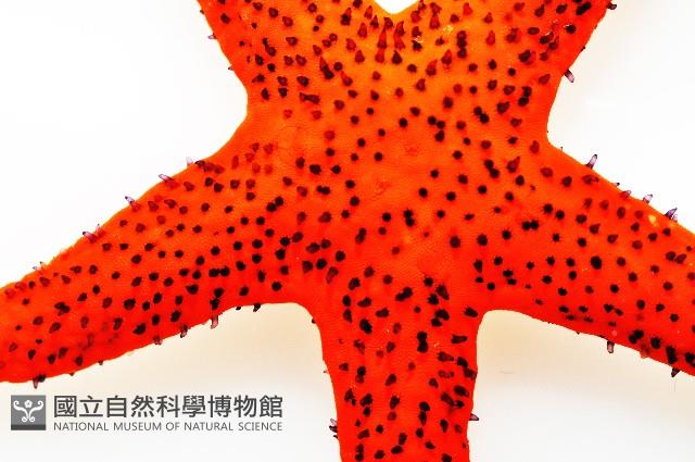 多孔單鰓海星藏品圖，第3張