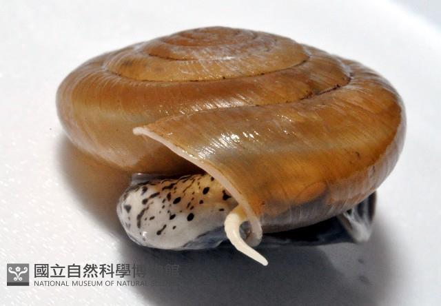 彩虹大臍蝸牛藏品圖，第3張