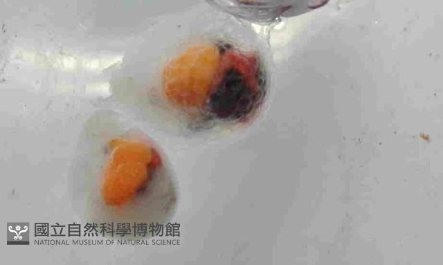 球形水肌螺藏品圖，第3張