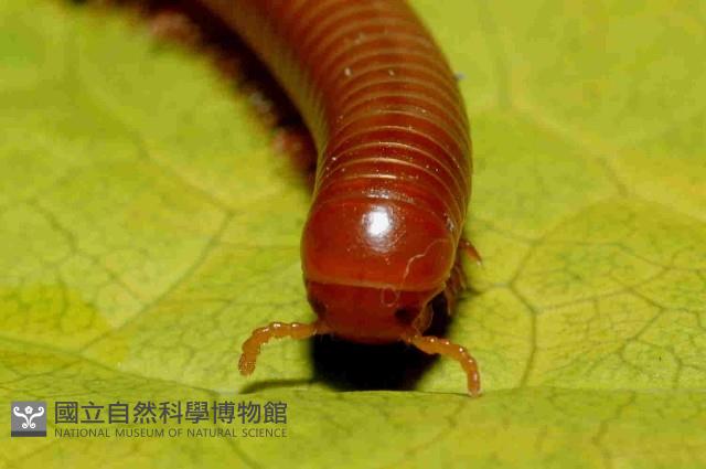磚紅厚甲馬陸藏品圖，第3張