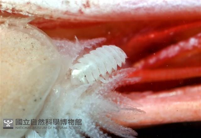 未知種擬對蝦蝦虱藏品圖，第3張