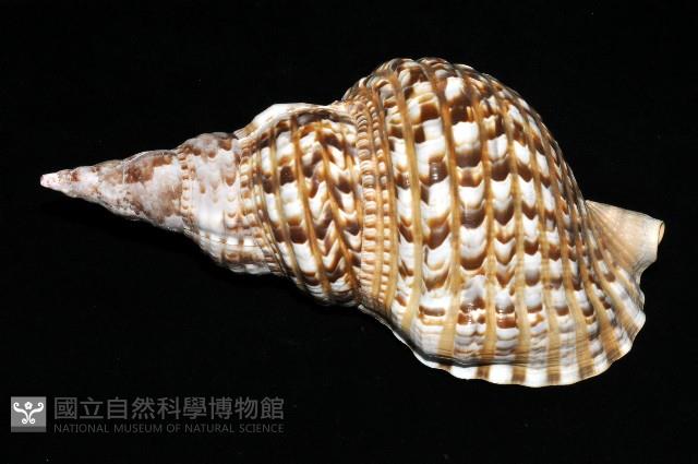 大西洋大法螺藏品圖，第3張