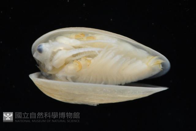 臺灣原蚌蟲藏品圖，第3張