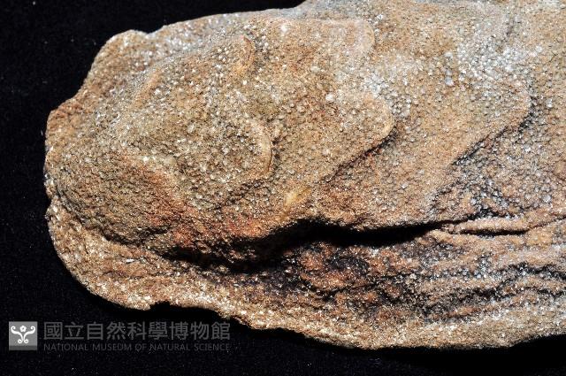 斯特勒氏隱石鱉藏品圖，第3張