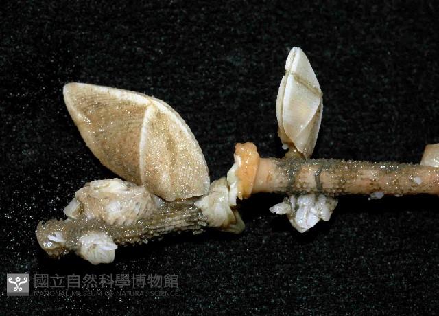 紋大茗荷藏品圖，第3張