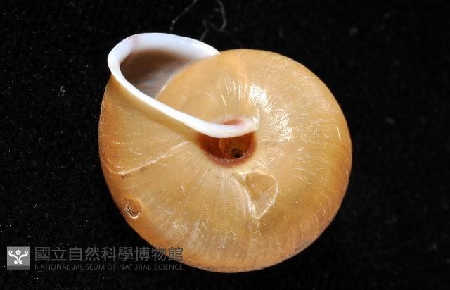 鱗高腰蝸牛(鱗菱蝸牛)藏品圖，第3張