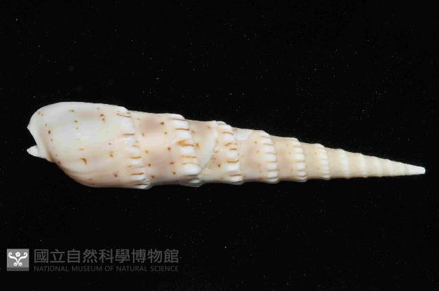 花牙筍螺藏品圖，第3張