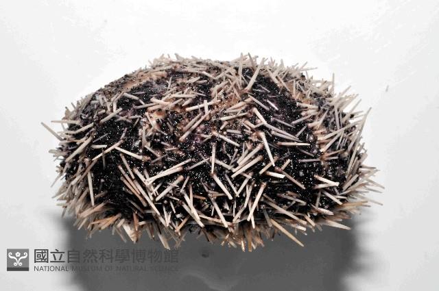 白棘三列海膽藏品圖，第3張