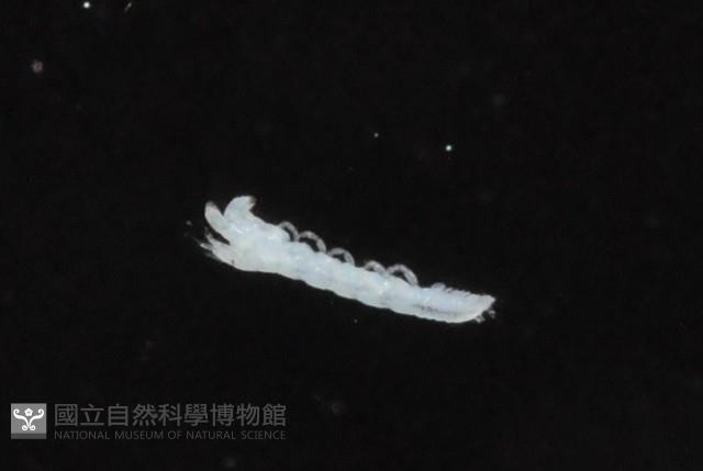 光齒非擬原足蟲藏品圖，第3張