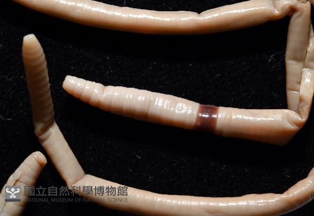 重期遠環蚓藏品圖，第3張