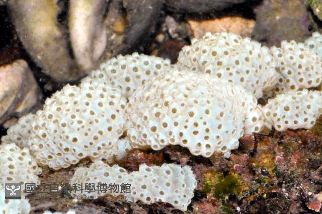 海綿多囊海鞘藏品圖，第3張