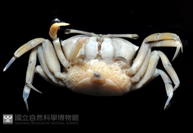 賈瑟琳招潮藏品圖，第3張