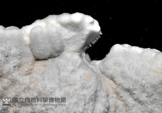 麵包海星(饅頭海星)藏品圖，第3張