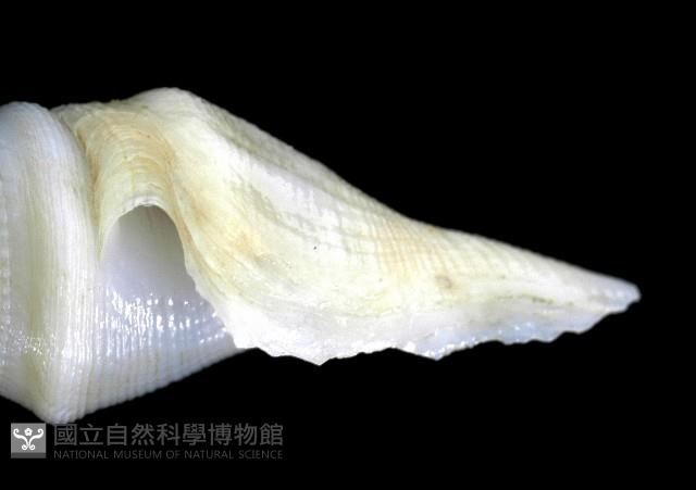 矛形捲管螺藏品圖，第3張