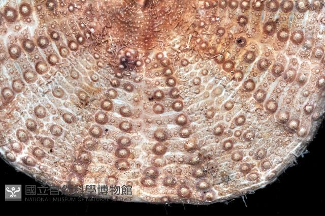 裸軟海膽藏品圖，第3張